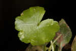 Lawn marshpennywort 